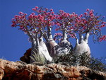 Socotra island