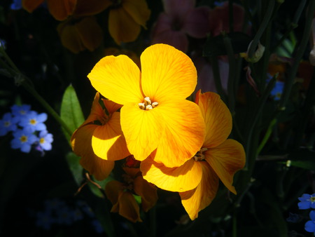 wallflower on a sunny day - garden, wallflower, yellow, sun