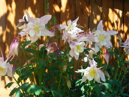 Aquilega by a fence - aquilega, fence, garden, sunny day, flower