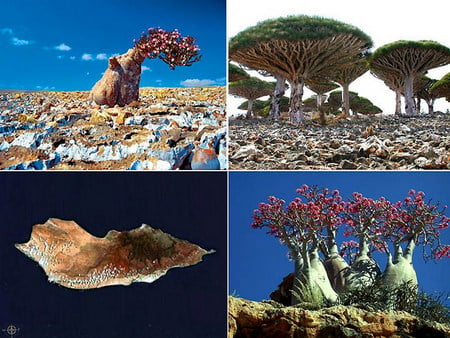 Socotra island - unususal, ocean, tree, flora