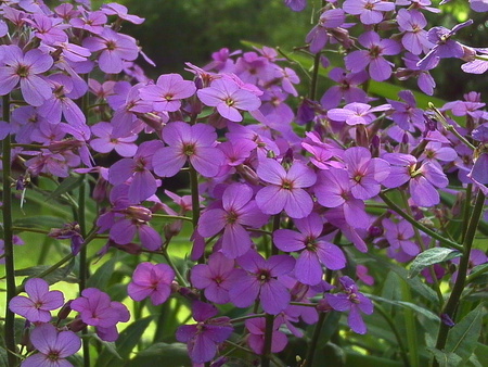 Ah ha ha, that turned out nicely. - purple, plants, petals, flowers, weeds