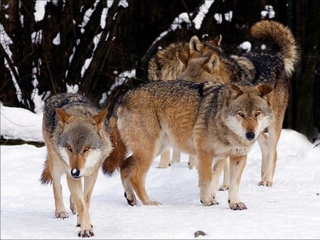 Wolves - picture, wolves, cool