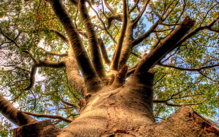 Tree Of Life - beautiful, trees, nature