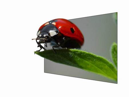 ladybug - plazma, 3d, leaf, ladybug