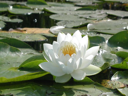 waterlily - beauty, lake, white, pure