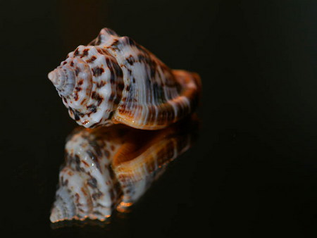 shell - unique, shell, dark, reflection