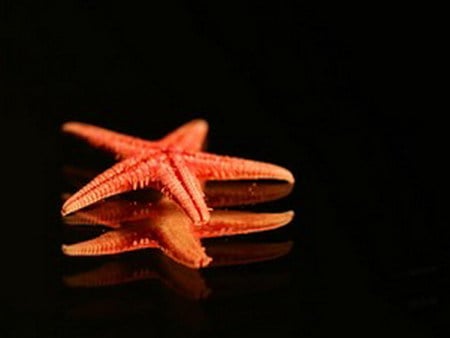 starfish - starfish, dark, reflection, red