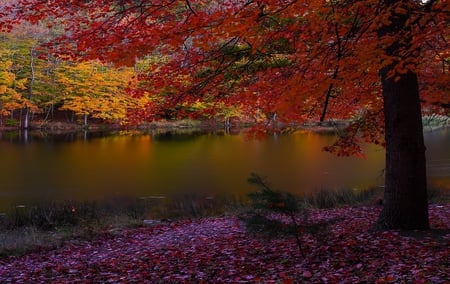 FALL LAKE - lake, autumn, trees, yellow, red, fallen leaves