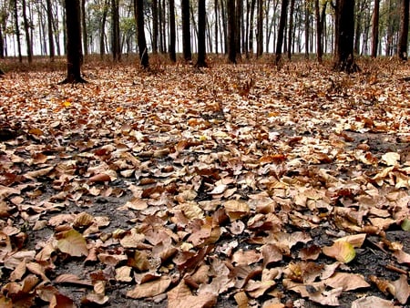 falling leaves - leaves, forest