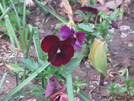 flowers - flowers, nature, beauty