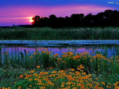 NICE SERENE,TRANQUIL MARSH WITH FLOWERS - sunset, gorgeous, beautiful, view, landscape