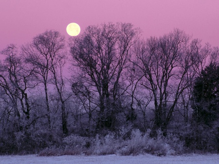 Full Moon - moon, woods, snow