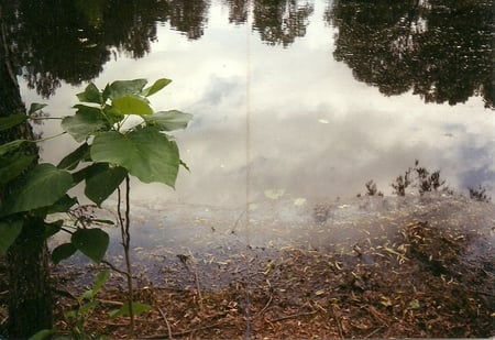 Reflection - woods, pond edge, nature, reflection