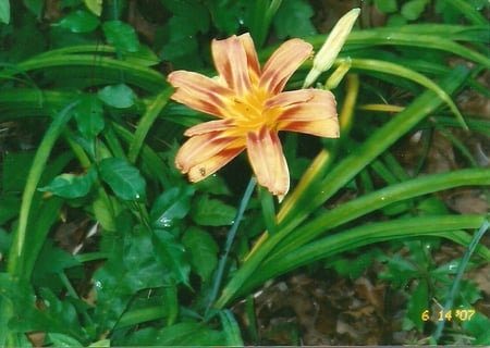 Flower - spring, orange, flower, nature