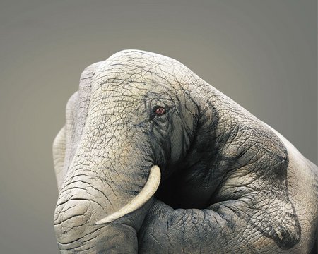 an elephant called jim - abstract, 3d and cg