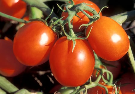 Ohio Tomato - vegetable, photography, comestible, tomato, food