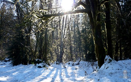 Shadows - trees, forest, sun, snow, winter, widescreen, washington