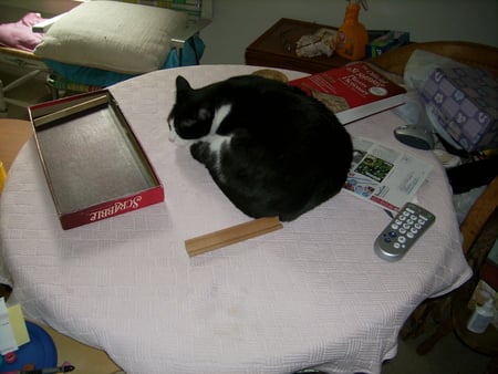 Silky helping with a board game - table, scrabble, sleeping cat, silky