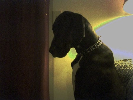 Jazzy profile - somber, great dane, dog, profile