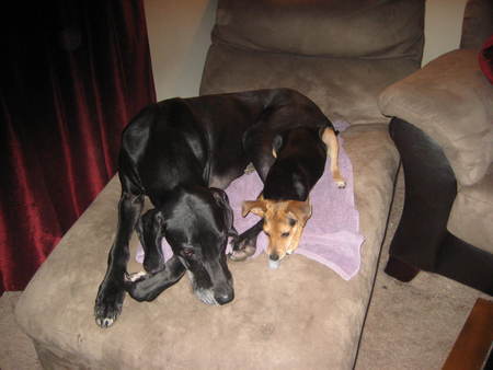 nap time - beagle, sleep, great dane, puppy, dog, nap, cute, terrier