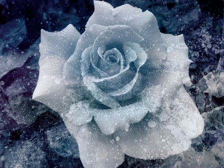 Frostbite - flowers, abstract, winter, digital, rose, art