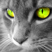 Yellow-Eyed-Cat