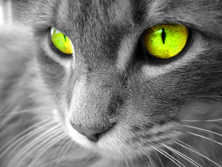 Yellow-Eyed-Cat - abstract, kittens, digital, eyes, cats, art, animals