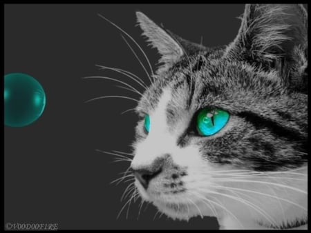 Keep your eyes on the prize - abstract, kittens, digital, eyes, cats, art, cat, animals