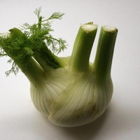 Fennel