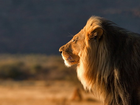 Lion - leao, animal, lion