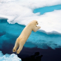 Polar Bear