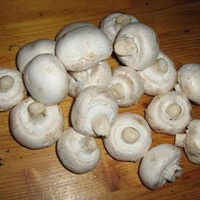 White Mushroom 