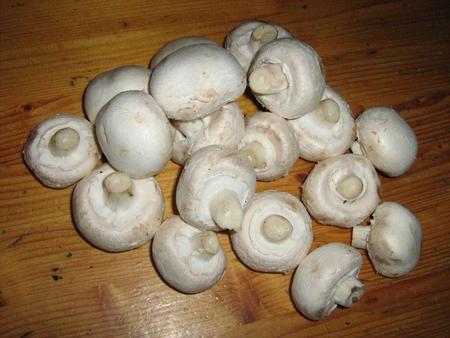 White Mushroom  - white mushroom, mushroom, photography, food, comestible