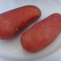 Potato Red