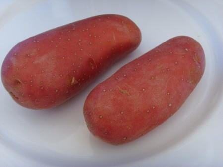 Potato Red