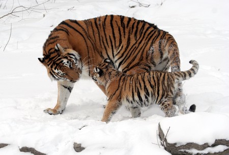 Mon and child - tigre, animal, tiger