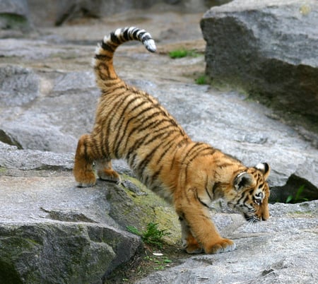 Baby tiger - animal, tiger, tigre