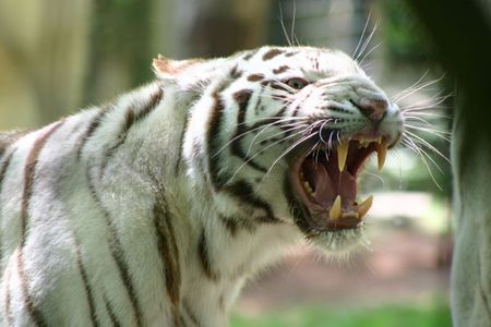 Angry tiger - tigre, animal, tiger