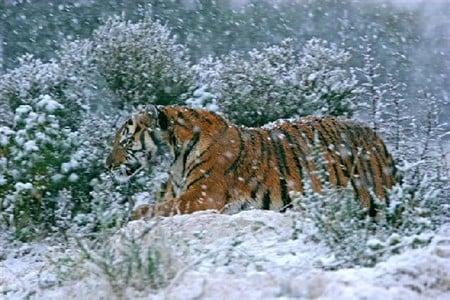 Tiger in snow - snow, tigre, animal, tiger