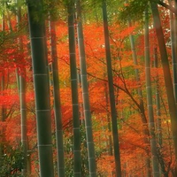 Japan - Kyoto - Bamboo