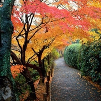 Japan - Kyoto - Autumn Colors