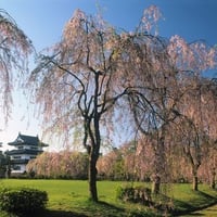 Japan - Castle Hirosaki