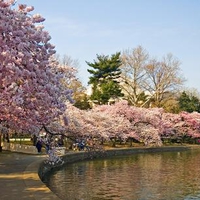 Japan - Sakura - Cherry Blossom