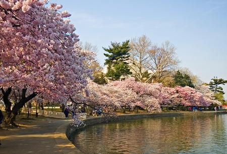 Japan - Sakura - Cherry Blossom - tokyo, cherry blossom, japan, sakura