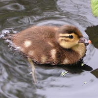 Mandarin duckling