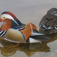 Mandarin duck