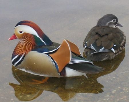 Mandarin duck - duck, china, mandarin duck, mandarin