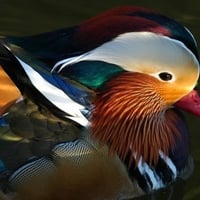 Mandarin Duck (WDS)