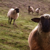 Sheep (WDS)