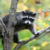 Curious Raccoon (WDS)